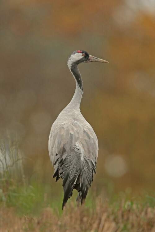 Kranich im Nationalpark Vorpommersche Boddenlandschaft

Aufnameort: Mecklenburg-Vorpommern
Kamera: Canon EOS 7D, Objektiv 500mm