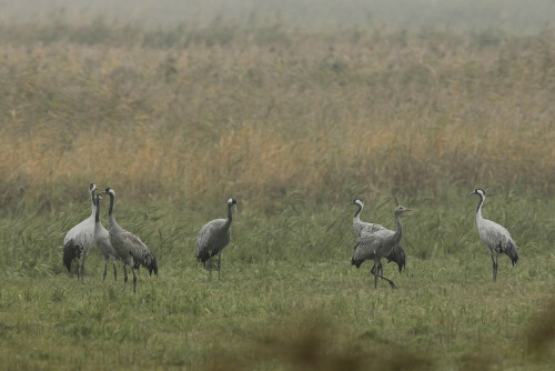 Kraniche im Nationalpark Vorpommersche Boddenlandschaft

Aufnameort: Mecklenburg_Vorpommern
Kamera: Canon EOS 7D, Objektiv 500mm