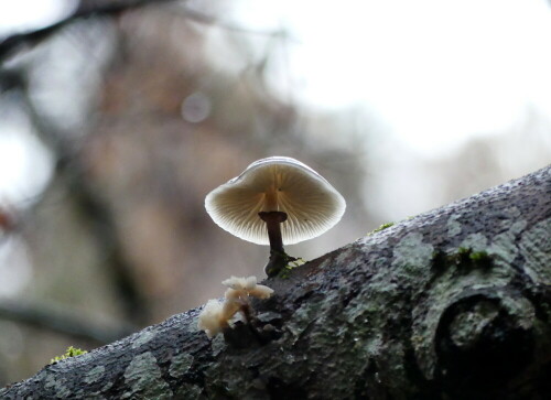 regenschirmchen-im-frankischen-regenwald-21952.jpeg