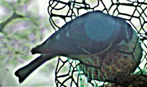 blaumeise-cyanistes-caeruleus--21961.jpeg