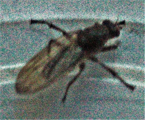dungfliege-scathophaga-furcata-21960.jpeg
