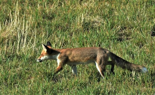 Schnürender Fuchs am "Honigberg" - Wetterau

Aufnameort: Wetterau
Kamera: Nikon D7200