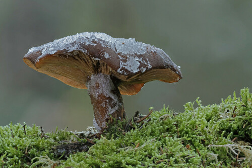 Der ganze Pilz war gefroren und der Pilzhut war mit einer Eisschicht überzogen

Aufnameort: Grasellenbach, Odenwald
Kamera: Canon EOS 7D, Objektiv 150mm Makro