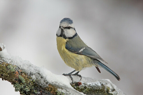 Blaumeise (Cyanistes caeruleus)
Nach dem ersten Schnee in der Nähe einer Futterstelle


Aufnameort: Odenwald
Kamera: Canon EOS 7D, Objektiv 100-400mm