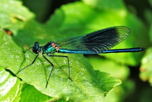 gebänderte Prachtlibelle

Aufnameort: Fischteich in der Wetterau
Kamera: Nikon D 300