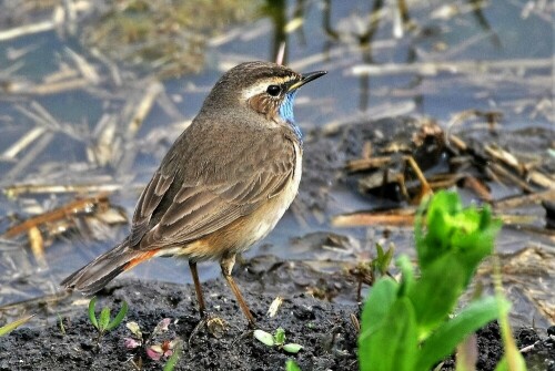 Blaukehlchen - Ried Bingenheim

Aufnameort: Wetterau
Kamera: Nikon D 3000