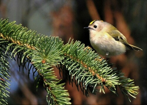 Das Wintergoldhähnchen ist eine der kleinsten Vogelarten Europas

Aufnameort: Wetterau - Stammheim
Kamera: Nikon D7200