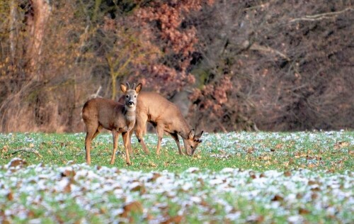 Diese beiden Bastböcke traf ich im "Honigberg" bei Stammheim nach dem ersten Schneefall in diesem Jahr, bei der Äsung an.

Aufnameort: Wetterau
Kamera: Nikon D7200