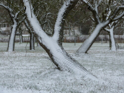 frischer-schnee-in-streuobstanlage-22070.jpeg