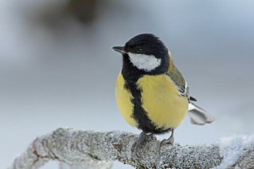 Kohlmeise (Parus major)

Aufnameort: Odenwald
Kamera: Canon EOS 60D, Objektiv 100-400mm