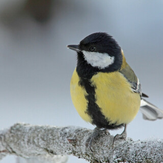 kohlmeise-im-winter-22065