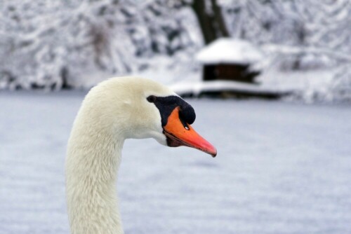 schwan-auf-seinem-zugefrorenen-teich-22083.jpeg