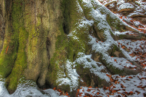 Wurzelstock einer Rotbuche (Fagus sylvatica)

Aufnameort: Odenwald
Kamera: Canon EOS 60D, Objektiv 17-40mm