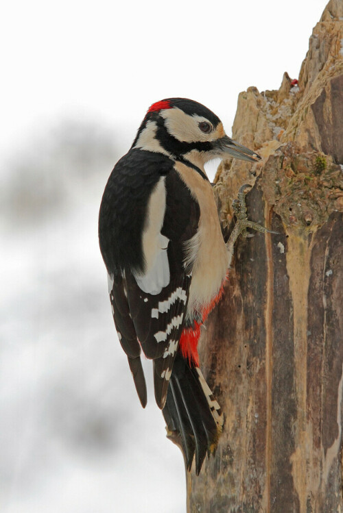 Buntspecht (Dendrocopos major)

Aufnameort: Odenwald
Kamera: Canon EOS 7D, Objektiv 100-400 mm