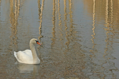 Schwan (Cygnus olor)
im Naturschutzgebiet  Biedensand	


Aufnameort: Rheinebene
Kamera: Canon EOS 60D, Objektiv 100-400 mm