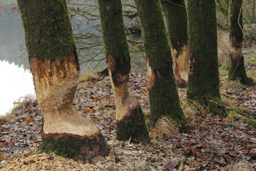 Nagespuren eines Bibers

Aufnameort: Odenwald
Kamera: Canon EOS 60D, Objektiv 50mm