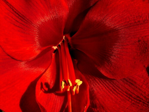 amaryllis-22101.jpeg