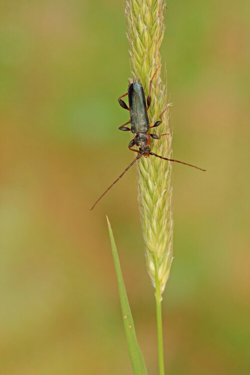 Variabler Schönbock (Phymatodes testaceus), Bockkäfer

Aufnameort: Odenwald
Kamera: Canon EOS 60D, Objektiv 150 mm Macro