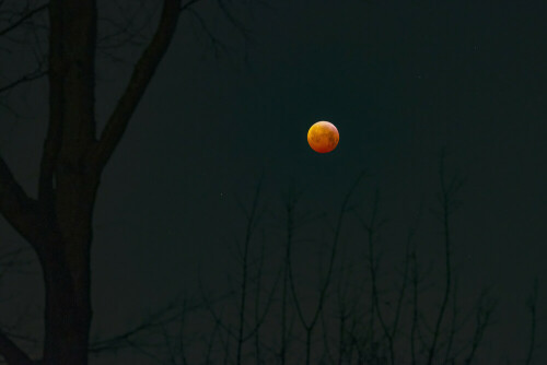 Blutmond mit Baumsilhouette

Aufnameort: Ludwigsburg
Kamera: Nikon D750