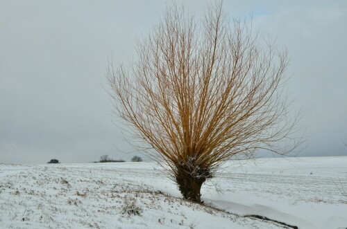 kopfweide-im-schnee-22165.jpeg