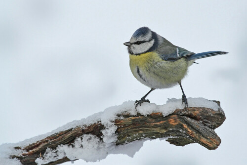 Blaumeise im Winter	

Aufnameort: Odenwald
Kamera: Canon EOS 7D, Objektiv 100-400 mm