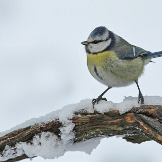 blaumeise-cyanistes-caeruleus-22131