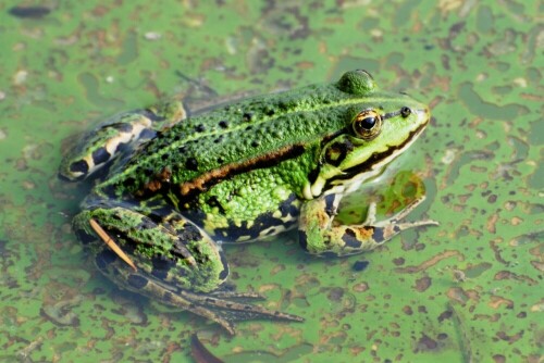 Teichfrosch - Fischteich

Aufnameort: Fischteich in der Wetterau
Kamera: Nikon D 3000