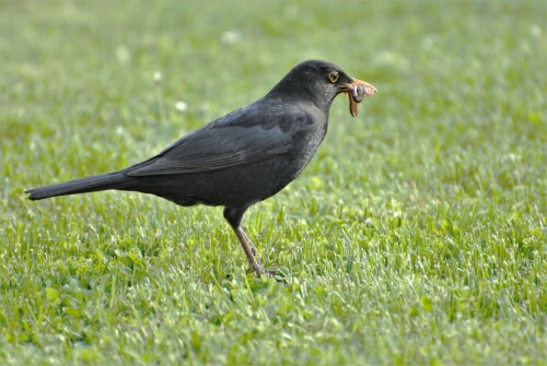 Amsel - der frühe Vogel fängt den Wurm

Aufnameort: Fischteich Stammheim - Wetterau
Kamera: Nikon D7200