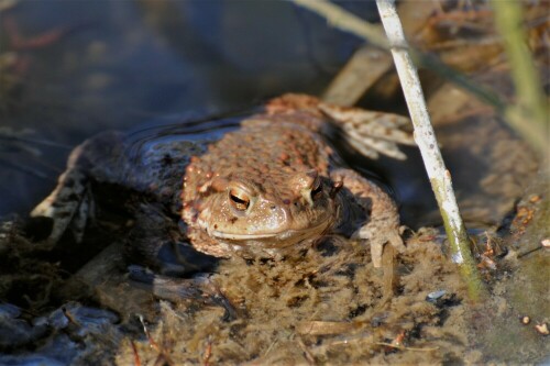 Erdkröte genießt die ersten Sonnenstrahlen

Aufnameort: Fischteich Stammheim - Wetterau
Kamera: Nikon D 3000