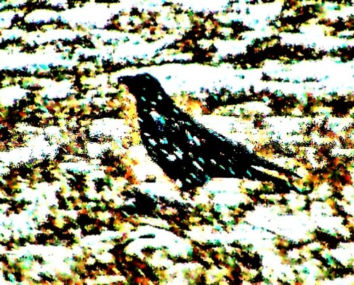 saatkrahe-corvus-frugilegus-l--22155.jpeg