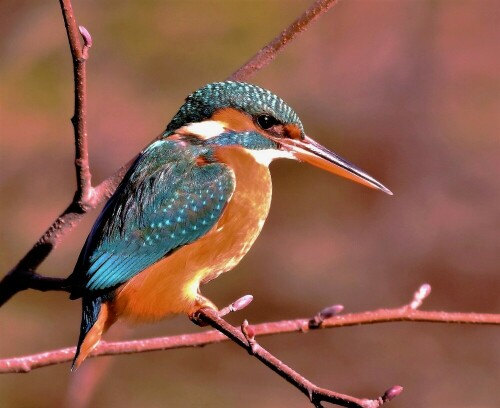 Eisvogel an der Nidda

Aufnameort: an der Nidda - Wetterau
Kamera: Nikon D7200