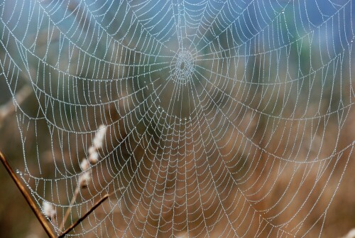 Spinnennetz - Morgentau

Aufnameort: Fischteich in der Wetterau
Kamera: Nikon D 300