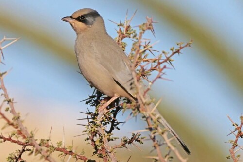 

Aufnameort: oman
