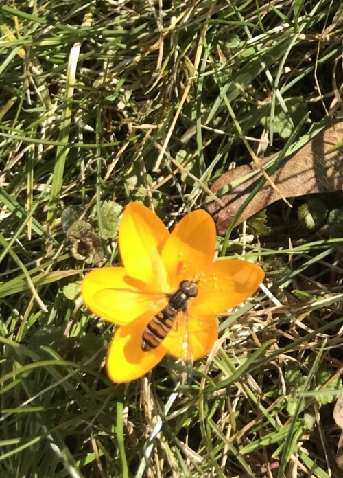 pollen-schleckende-hainschwebfliege-22346.jpeg