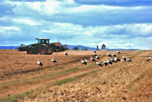 Der Landwirt bearbeitet den Boden für die neue Saat und schon sind die Störche da. Der Tisch ist gedeckt.

Aufnameort: bei Reichelsheim - Wetterau
Kamera: Nikon D 3000