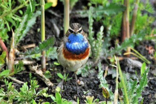 Blaukehlchen im Bingenheimer-Ried

Aufnameort: Wetterau - Bingenheimer Ried
Kamera: Nikon D 3000