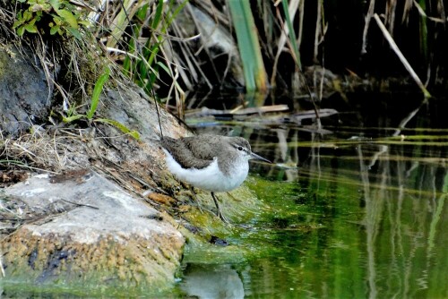 an einem Teichufer

Aufnameort: Fischteich Stammheim - Wetterau
Kamera: Nikon D 3000