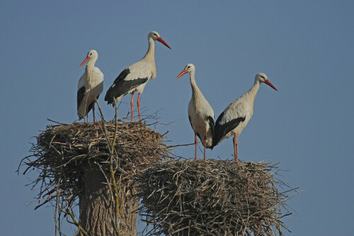 Weißstörche im Horst

Aufnameort: Rheinebene
Kamera: Canon EOS 7D, Objektiv 100-400 mm