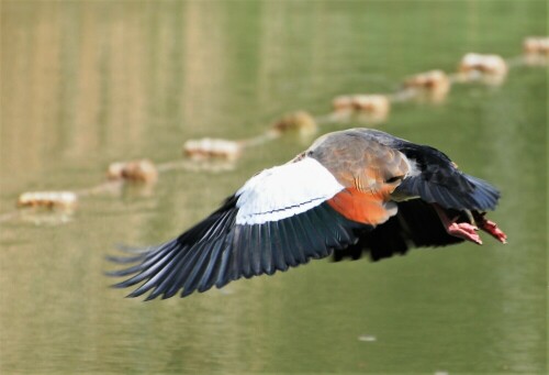 nilgans-im-flug-22229.jpeg