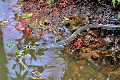 Ringelnatter

Aufnameort: Fischteich Stammheim - Wetterau
Kamera: Nikon D7200