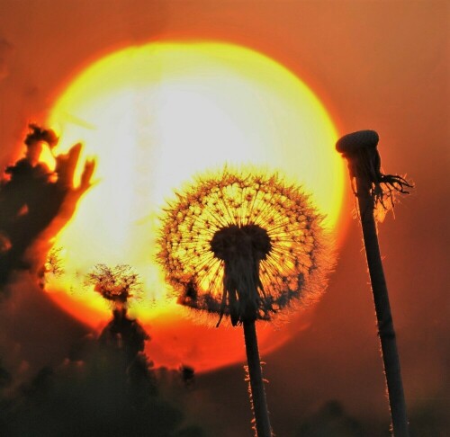 Sonnenuntergang in der Wetterau

Aufnameort: Wetterau - Stammheim
Kamera: Nikon D 3000