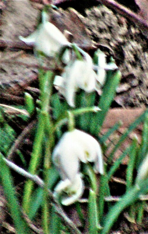 Manche Blumenzüchtung ist durch Füllung der Blüten auch ersichtlich.
https://de.wikipedia.org/wiki/Pflanzenzüchtung

Aufnameort: Eiershausen Garten
Kamera: Medion Camcorder