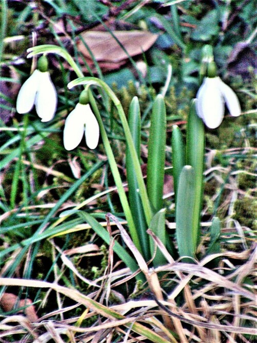 kleines-schneeglockchen-galanthus-nivalis-l-22232.jpeg