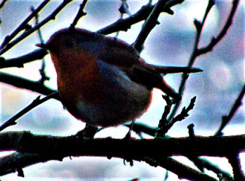 rotkehlchen-erithacus-rubecula-l-1758-22238.jpeg