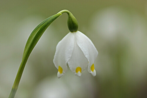 marzbecher-leucojum-vernum-22247.jpeg