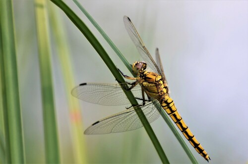 Libelle: Blaupfeil-weibl.

Aufnameort: Fischteich Stammheim - Wetterau
Kamera: Nikon D7200