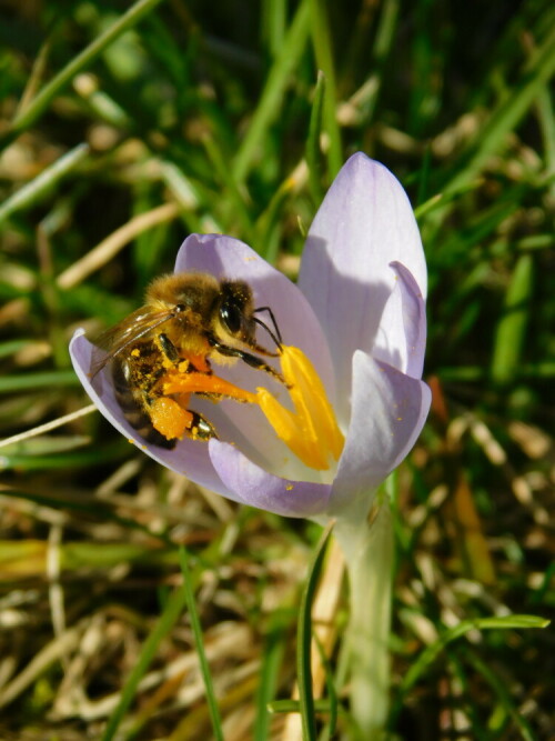 wildbienen-im-garten-2-22369.jpeg