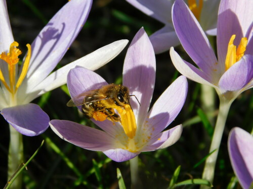 wildbienen-im-garten-22368.jpeg