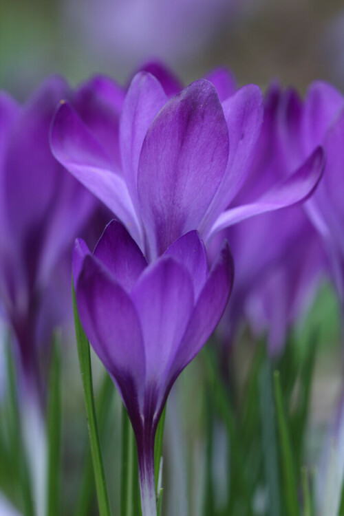 

Aufnameort: Odenwald
Kamera: Canon EOS 60D, Objektiv 150 mm Makro