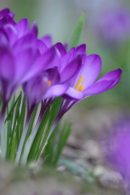 

Aufnameort: Odenwald
Kamera: Canon EOS 60D, Objektiv 150 mm Makro